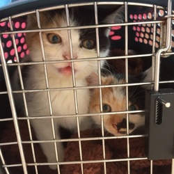 11月18日(土)に愛知県豊川市で猫の譲渡会！