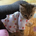 かしこい猫ちゃんです