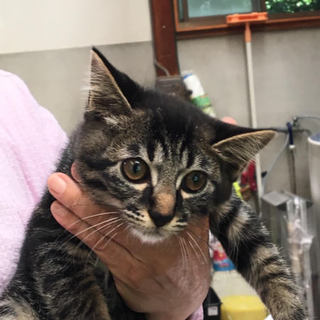 車に轢かれそうだった子猫（オス）