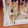 留守番よろしく
