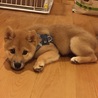 生後3ヶ月、お家に初めて来て家族になりました