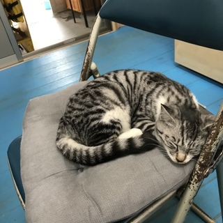 飼い主さん見つかりました^ ^