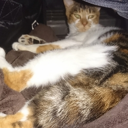 爪、切ったらカーテン登りができません。