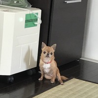 ピーナッツ