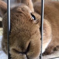 からあげ