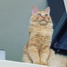 kt_shishimaru