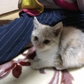 至急！！里親募集