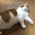 マンチカン♂イケメンで甘え上手！血統書付！