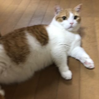 マンチカン♂イケメンで甘え上手！血統書付！