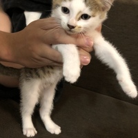 急募 元気な赤ちゃん