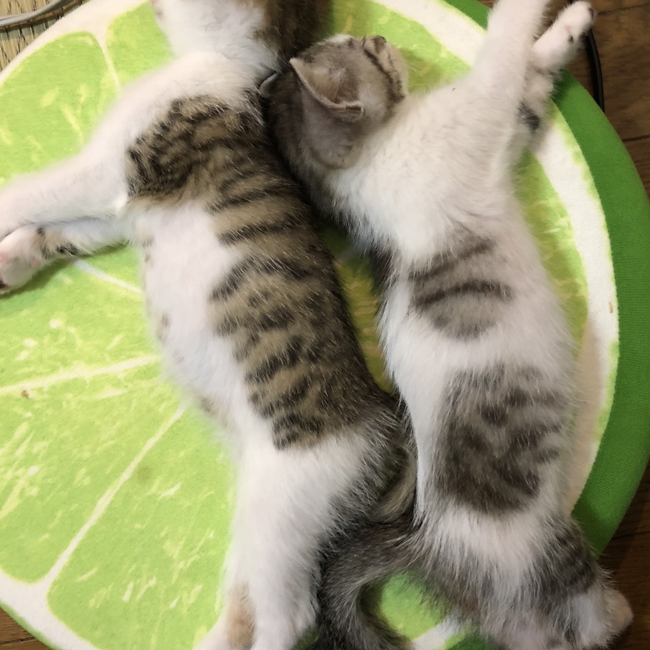急募 元気な赤ちゃんのカバー写真