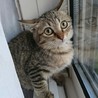 子猫！里親募集 サムネイル5
