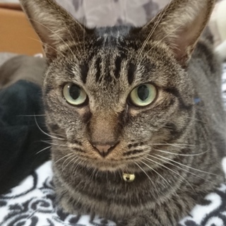 寂しんぼのにゃん太くん