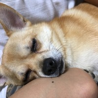 ぱち