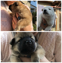 雑種子犬