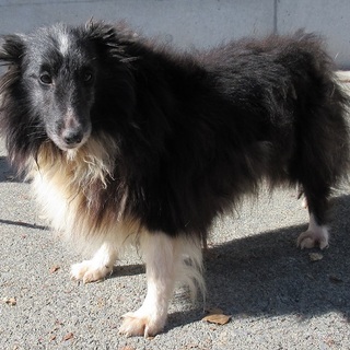 シェっちゃん。シェルティ？？の女の子