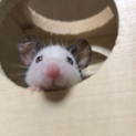 パンダマウスの里親さま募集します