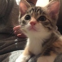 【お見合い予定】パステル縞三毛のみーちゃん