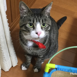 大人しく飼いやすい子です！