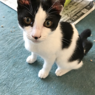 白黒猫名古屋から募集