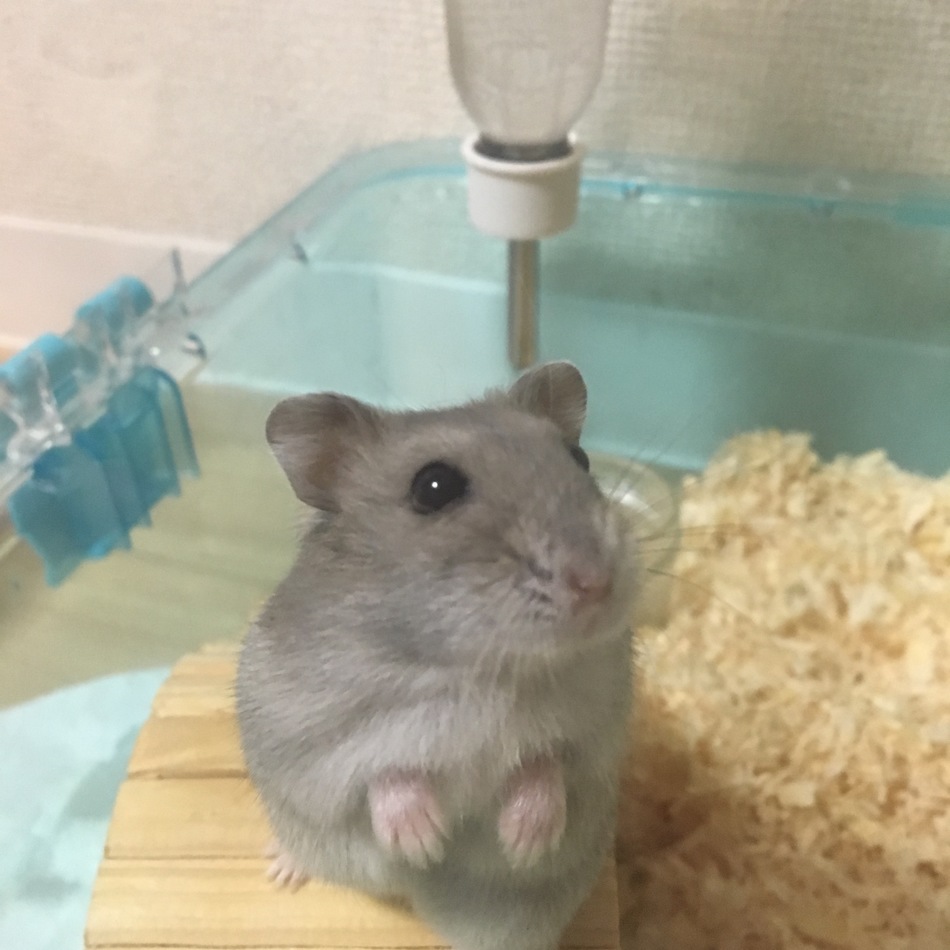 シャチのカバー写真