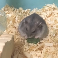 シャチ