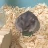 シャチ