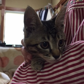 募集停止　キジトラのちびっ子