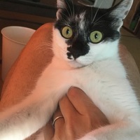 いけちゃん