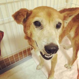 シニアの柴ミックスサンちゃんです