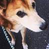 シニアの柴ミックスサンちゃんです サムネイル2
