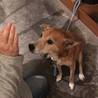 シニアの柴ミックスサンちゃんです サムネイル4