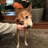 シニアの柴ミックスサンちゃんです サムネイル5