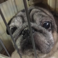 春太