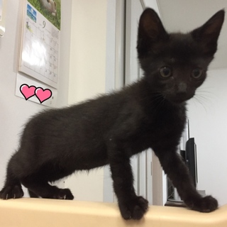 黒の男の子