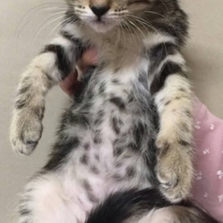 キジトラの男の子2