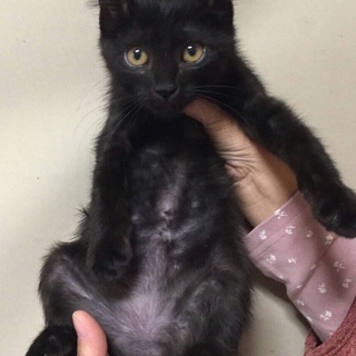 黒の男の子2