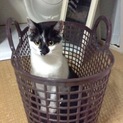 雑種♀いけちゃん甘えん坊です