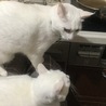の写真