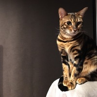 おとど