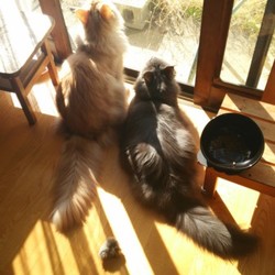 マイッタ…。。。。