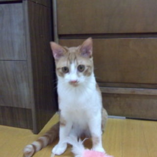 やんちゃで人が大好きな男の子