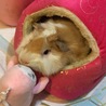 の写真