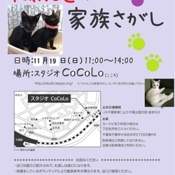 にゃんこの家族さがし