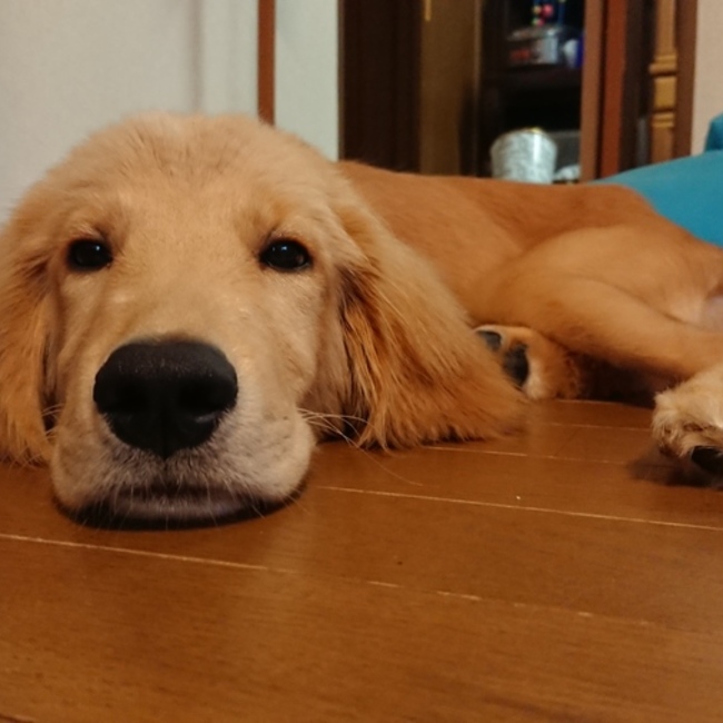 なちゃのカバー写真