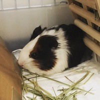 あんこ