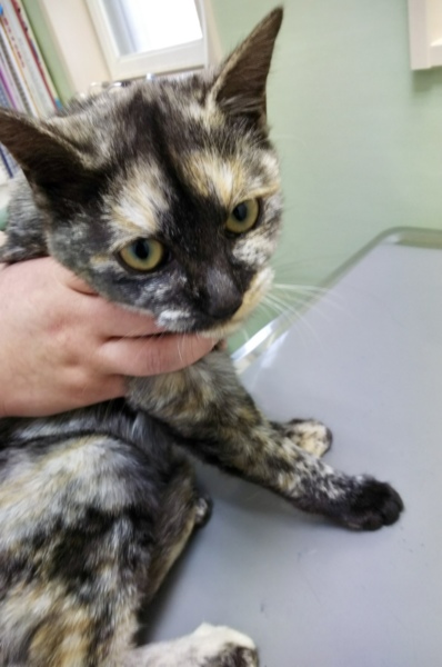 とても可愛いサビ猫の女の子 山形県 猫の里親募集 ペットのおうち 月間利用者150万人