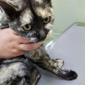 とても可愛いサビ猫の女の子