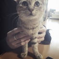 まん丸したぷくぷく子猫の里親さん探してます！
