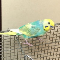 ポコ